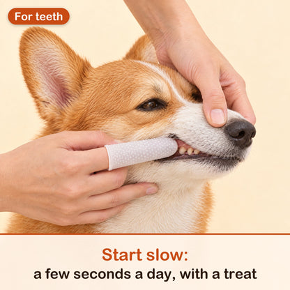 Hand with a dental finger wipe gently cleaning a calm corgi's teeth, with the tip start slow: a few seconds a day, with a treat