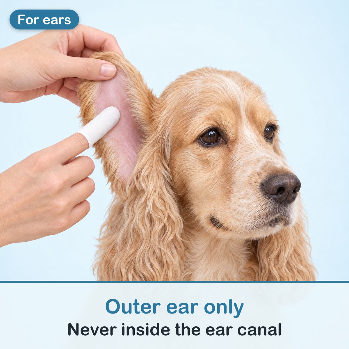 Hand gently lifting a golden cocker spaniel's floppy ear while a finger wipe wipes the outer ear flap: outer ear only, never inside the ear canal